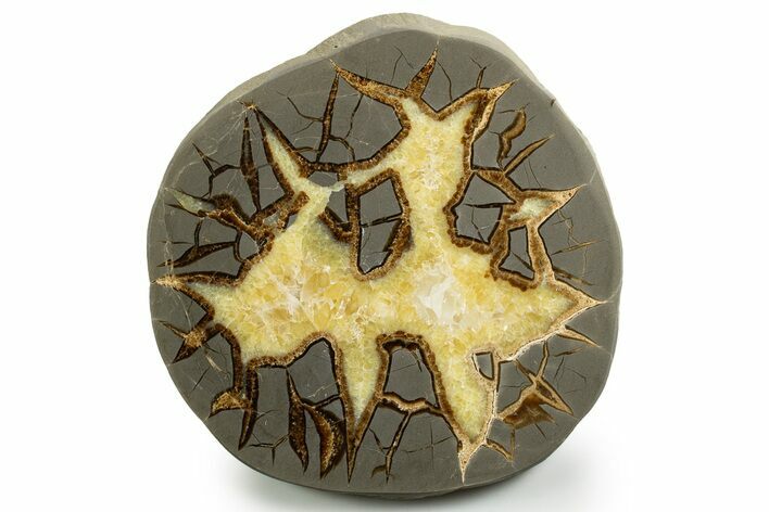 Polished Septarian Slab - Utah #338222